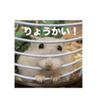 WestAnimals（個別スタンプ：1）