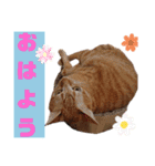 Meyバージョン（個別スタンプ：1）