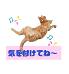 Meyバージョン（個別スタンプ：4）