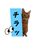 Meyバージョン（個別スタンプ：5）