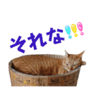 Meyバージョン（個別スタンプ：9）