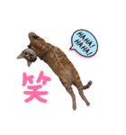 Meyバージョン（個別スタンプ：12）