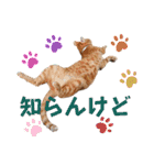 Meyバージョン（個別スタンプ：14）
