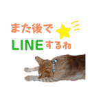 Meyバージョン（個別スタンプ：16）