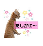 Meyバージョン（個別スタンプ：20）
