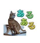 Meyバージョン（個別スタンプ：21）