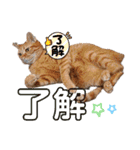 Meyバージョン（個別スタンプ：22）