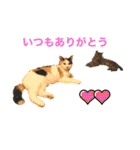 こゆきとちびの日常スタンプ（個別スタンプ：7）