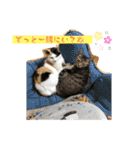 こゆきとちびの日常スタンプ（個別スタンプ：10）