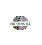 月山卵冷山順功ムン弐突き指（個別スタンプ：11）