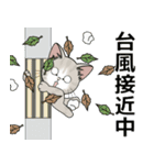 【秋ver】仔猫のぽんにゃんの日常（個別スタンプ：26）