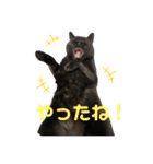 ブサかわネコぺちゃくんの日常スタンプ2（個別スタンプ：2）