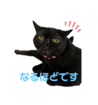 ブサかわネコぺちゃくんの日常スタンプ2（個別スタンプ：5）
