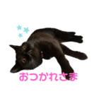 ブサかわネコぺちゃくんの日常スタンプ2（個別スタンプ：16）