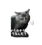ブサかわネコぺちゃくんの日常スタンプ2（個別スタンプ：19）