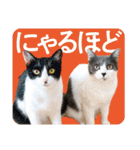 ねこまみれチャンネルスタンプ（個別スタンプ：11）