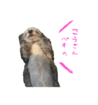 ぐれーのいぬのベッキーちゃん（個別スタンプ：9）