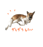 ぐれーのいぬのベッキーちゃん（個別スタンプ：31）