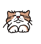 ざっしゅとかいろいろネコスタンプ（個別スタンプ：2）