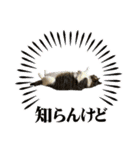 ソラムちゃん2（個別スタンプ：3）
