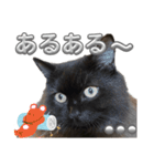 黒猫 ルナ院長109にゃんめ（個別スタンプ：2）