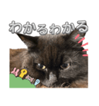 黒猫 ルナ院長109にゃんめ（個別スタンプ：4）