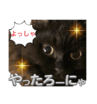 黒猫 ルナ院長109にゃんめ（個別スタンプ：5）