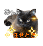 黒猫 ルナ院長109にゃんめ（個別スタンプ：6）