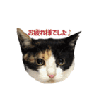 なな猫の仲間達(お顔スタンプ)日常会話編（個別スタンプ：23）