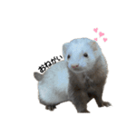 うちの子が1番と言う話をしています。（個別スタンプ：6）