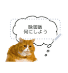 おもしろ猫さんズ（個別スタンプ：4）