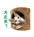 愉快な犬猫の日常スタンプ（個別スタンプ：11）