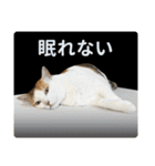 愉快な犬猫の日常スタンプ（個別スタンプ：38）