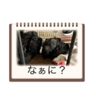 トイプードル・ブラック/チェイスくん（個別スタンプ：3）