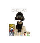 トイプードル・ブラック/チェイスくん（個別スタンプ：4）