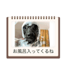 トイプードル・ブラック/チェイスくん（個別スタンプ：7）