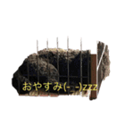 トイプードル・ブラック/チェイスくん（個別スタンプ：12）