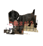 トイプードル・ブラック/チェイスくん（個別スタンプ：13）