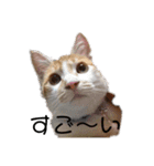 茶トラの蓮くん（個別スタンプ：1）