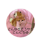茶トラの蓮くん（個別スタンプ：3）