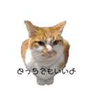 茶トラの蓮くん（個別スタンプ：7）