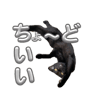 黒猫武々（個別スタンプ：2）