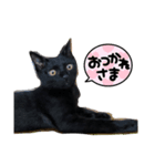 黒猫武々（個別スタンプ：7）
