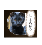黒猫武々（個別スタンプ：8）