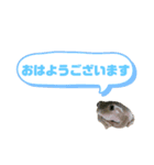 イエアメガエルのデカ文字スタンプ（個別スタンプ：2）