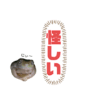 イエアメガエルのデカ文字スタンプ（個別スタンプ：5）