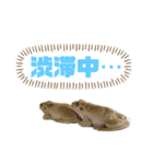 イエアメガエルのデカ文字スタンプ（個別スタンプ：7）