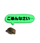 イエアメガエルのデカ文字スタンプ（個別スタンプ：10）