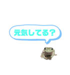 イエアメガエルのデカ文字スタンプ（個別スタンプ：12）