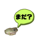 イエアメガエルのデカ文字スタンプ（個別スタンプ：13）